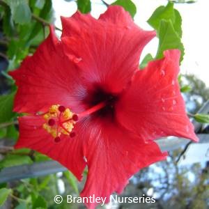 Bigshot Red Dhalia/Hibiscus Frosted